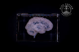 3D crystal anatomical brain engraved inside a clear crystal block