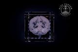 Anatomical brain crystal engraving viewed from the side